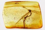 Detailed Fossil Crane Fly and Silken Fungus Beetle in Baltic Amber #352801-1